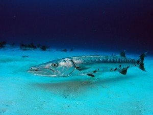 Giant Barracuda - photo credit http://pescaprofesional.net