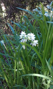 Wild garlic (?) above the waterfall