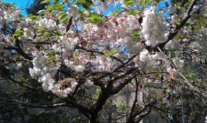 Springtime blossoms