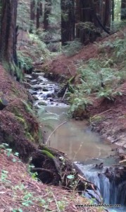 Stream Trail, Redwood Park