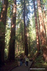 Muir Woods