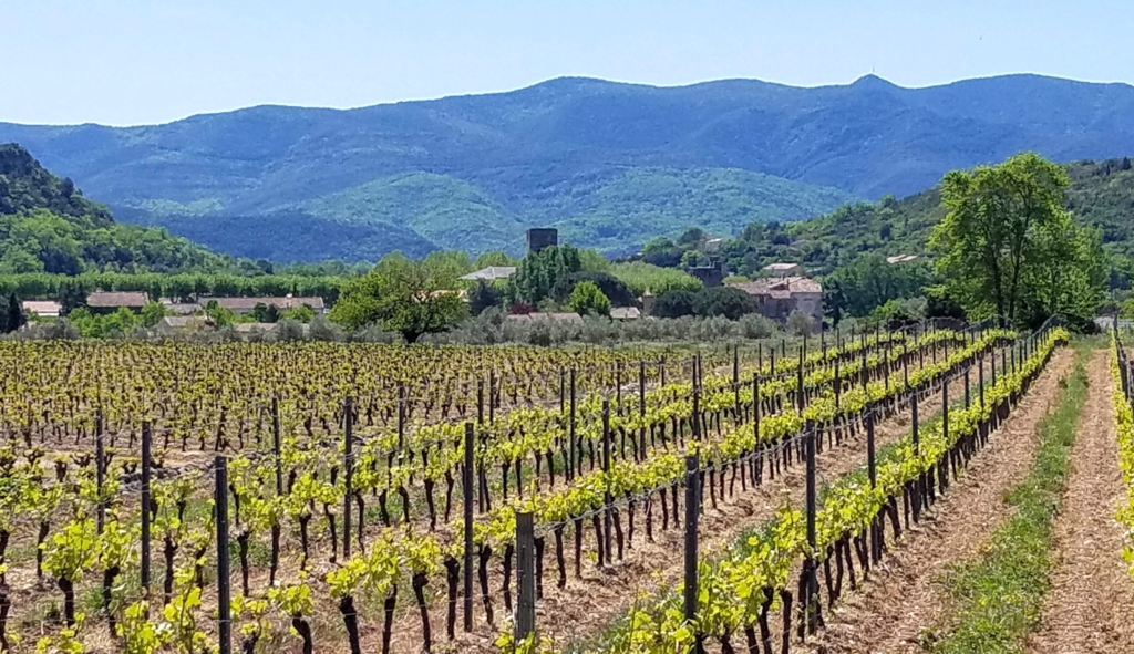 Wineries / vineyards abound in Languedoc-Rousillon